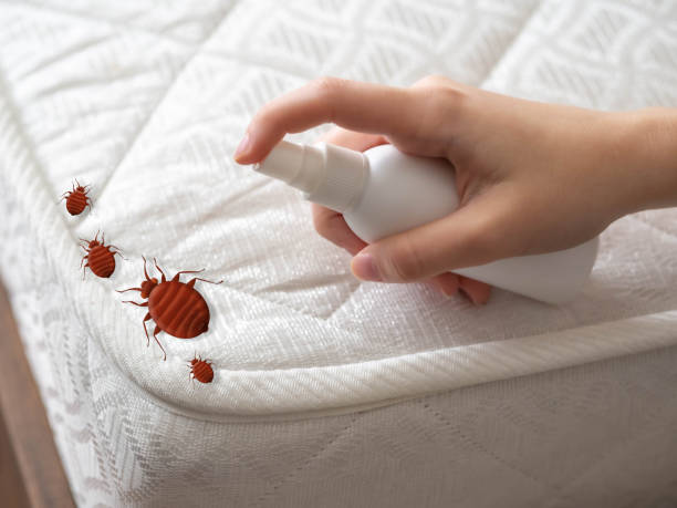 Best Pest Prevention Services  in Prosper, TX