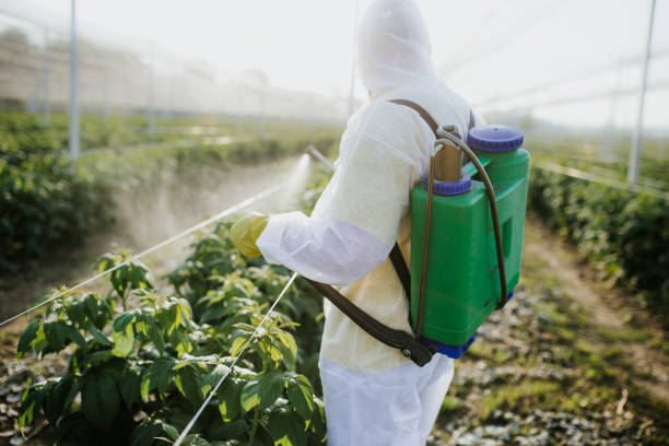 Best Ant Control Services  in Prosper, TX